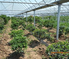 山东桂花基地 靓丽花卉苗木的培育与推广