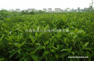 潢川县绿洲园林基地 大叶女贞苗木的优质零售之选