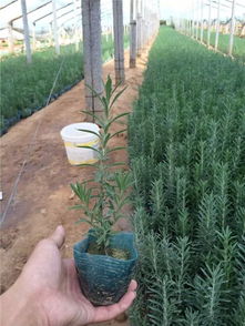 青州花卉苗木专业合作社 薰衣草与多元花卉供应的理想选择