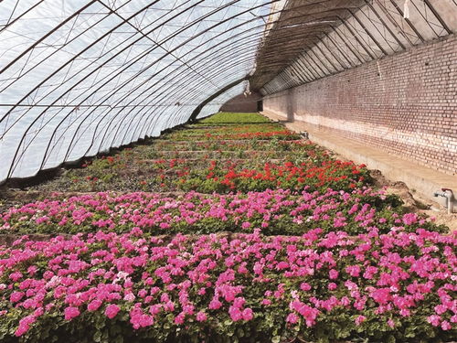 园林绿化抢春时 花卉育苗添新彩——花卉苗木零售市场迎来春季热潮