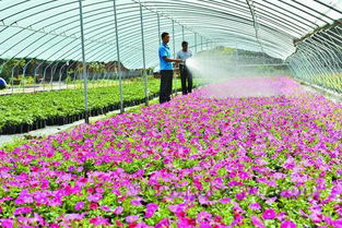 节日花市正当时 花卉苗木零售迎来销售高峰