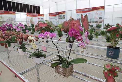 沃野生金——云浮花卉苗木产业的链式发展之路