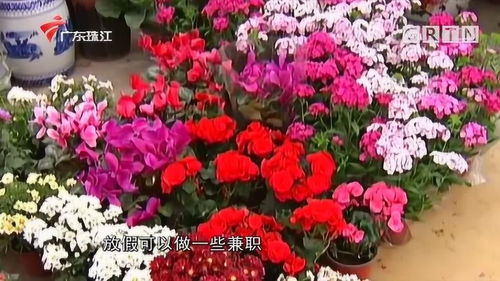 佛山年花销售抢闸迎开门红，花街未开已有商户清仓