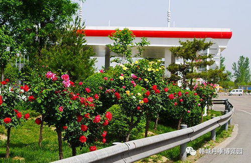 韩城市月季产业博览园荣获省级苗木花卉产业示范园称号