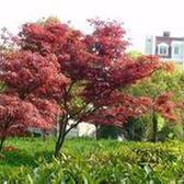 紫叶李种子市场行情与采购指南 以铜仁地区为例