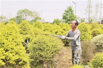 枝头寻春机 花卉苗木零售市场迎来销售热潮