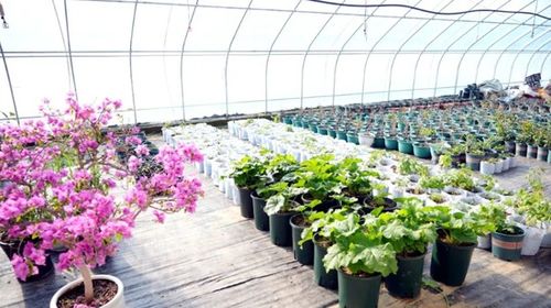 花木焕新机 以零售为抓手，推动乡村产业高质量发展