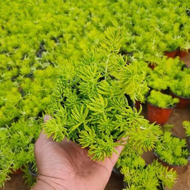 佛甲草批发价格与花卉苗木零售市场分析