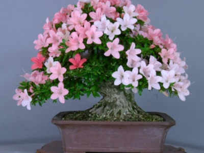 浦东新区绿化用绿植销售供应 上海皓尊园艺的专业服务与花卉苗木零售