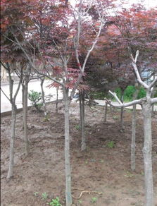 秋日画卷中的红枫——沭阳县新洋花木销售中心专业苗木零售