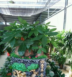 室内花木批发、零售与租摆 花卉苗木一站式服务解析