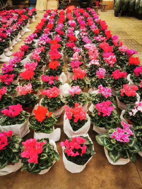 最是古城年味浓，花卉苗木添新彩——记一场别开生面的新春零售盛宴