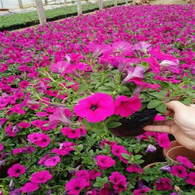 开封矮牵牛批发与零售 选择青州双科花卉，品质与服务的双重保障
