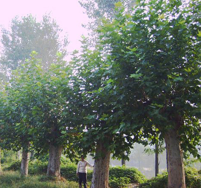四东花卉基地 花卉苗木零售产业的璀璨明珠