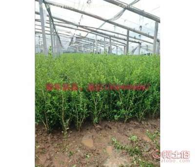 工厂绿化常用绿化苗木基地供应——青州市茗茜花卉苗木专业合作社