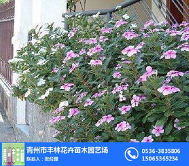 宿根花卉与水生植物的魅力 青州市丰林花卉苗木园艺场的专业零售服务