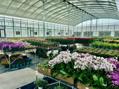 现代设施农业产业园 以花卉苗木零售为引擎，为乡村振兴注入新活力