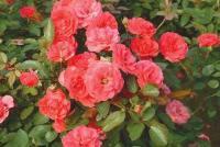 丰花月季 优质花卉苗木，美化环境的理想选择