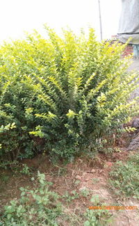 青州金叶女贞新展花卉苗木采购指南 厂家、价格与零售渠道全解析