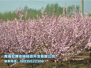 花卉苗木供应全解析 从园林绿化批发到零售选购指南